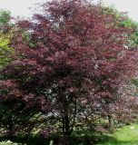 Fagus sylvatica