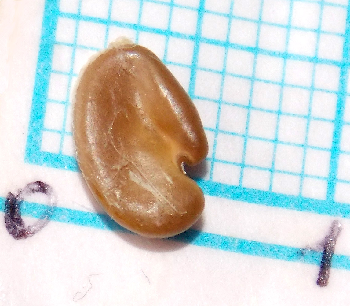 Image of Astragalus utriger specimen.