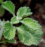 Marrubium vulgare. Верхушка побега. Германия, г. Дюссельдорф, Ботанический сад университета. 02.06.2014.