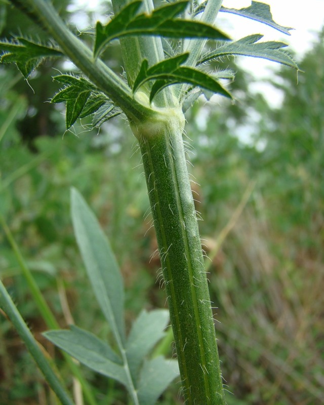 Image of Cephalaria transsylvanica specimen.