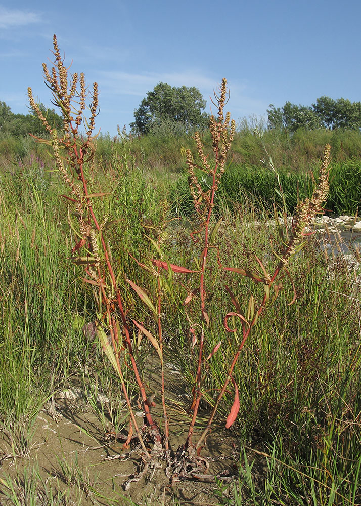 Image of Rumex halacsyi specimen.