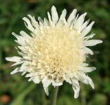 genus Knautia