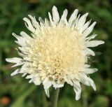 genus Knautia. Соцветие. Адыгея, Лагонаки, плато Абадзеш-Мурзикал, 1800 м н.у.м., субальпика, обочина дороги. 12.07.2014.