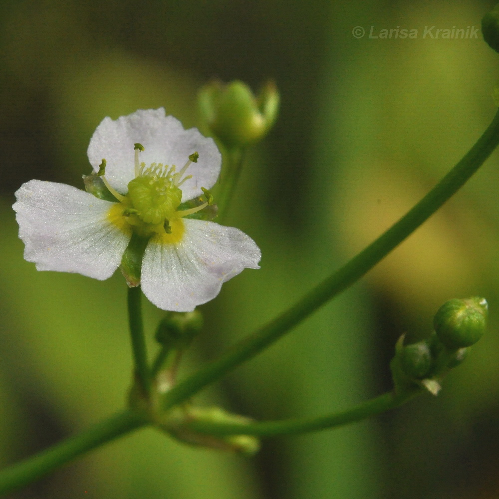 Image of Alisma plantago-aquatica specimen.