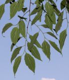 Celtis australis