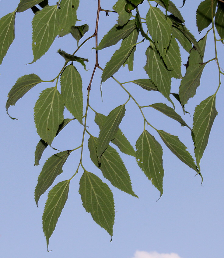 Изображение особи Celtis australis.