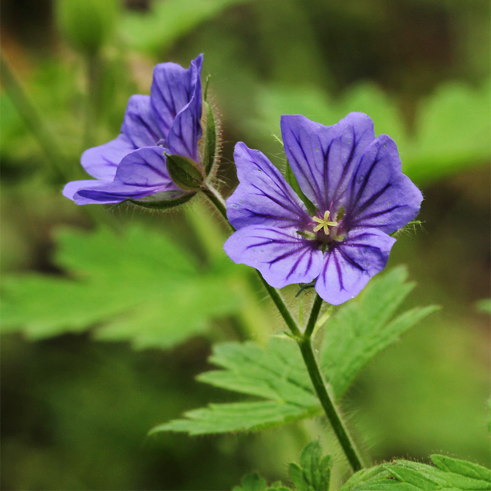 Изображение особи Geranium bohemicum.