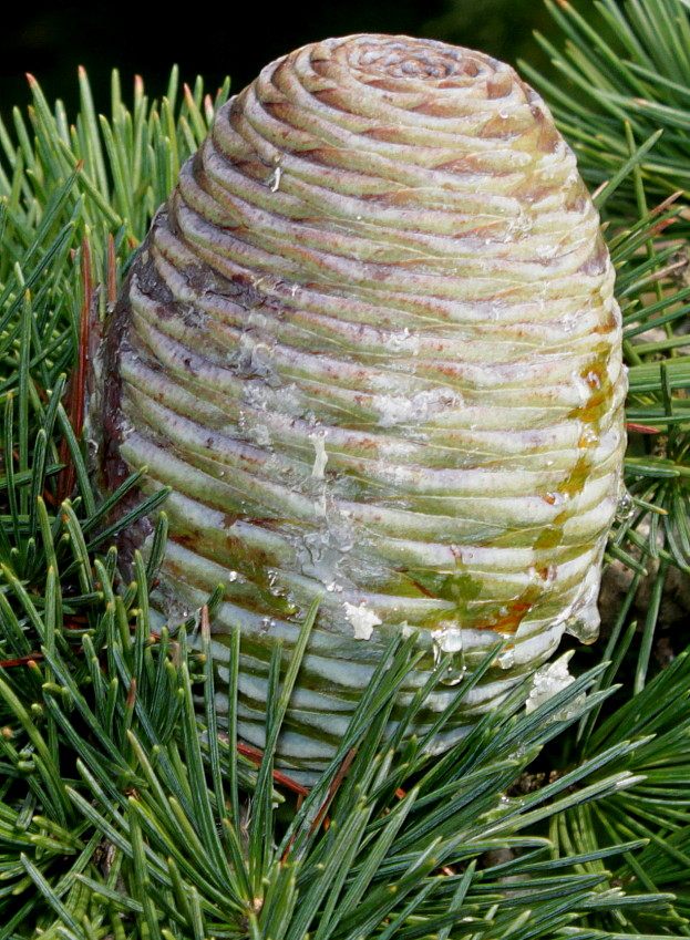 Image of Cedrus deodara specimen.
