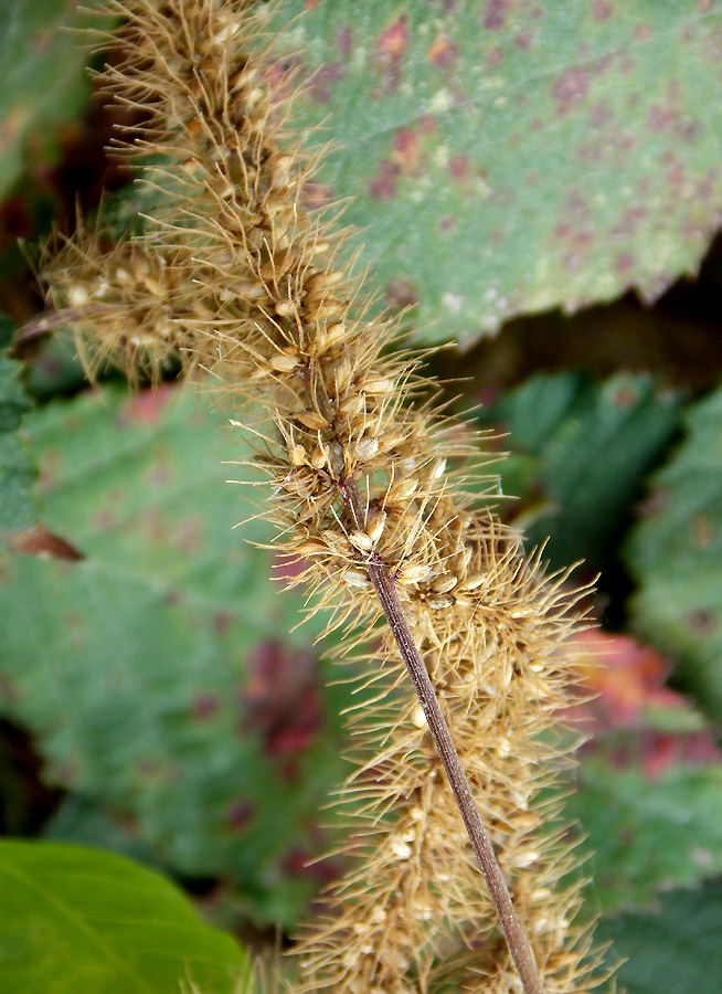 Изображение особи Setaria verticillata.