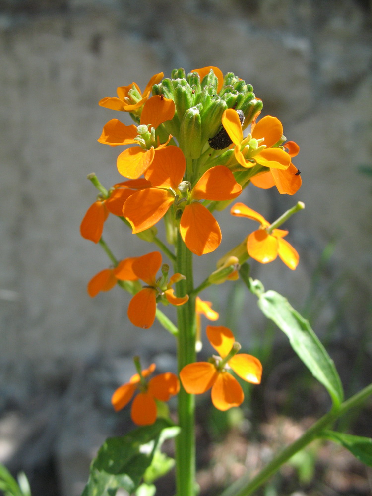 Изображение особи Erysimum croceum.