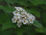 genus Crataegus. Цветки и листья. Московская обл., Раменский р-н, окр. ж.-д. платформы Хрипань, смешанный лес у ЛЭП. 24.05.2014.