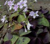 Oxalis triangularis. Соцветия и листья. Германия, г. Крефельд, Ботанический сад. 06.09.2014.