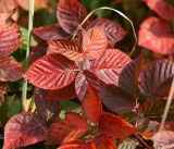 Rubus nessensis. Листья в осенней раскраске. Московская обл., Раменский р-н, окр. ж.-д. платформы Хрипань, залежь, окраина поля. 27.09.2014.