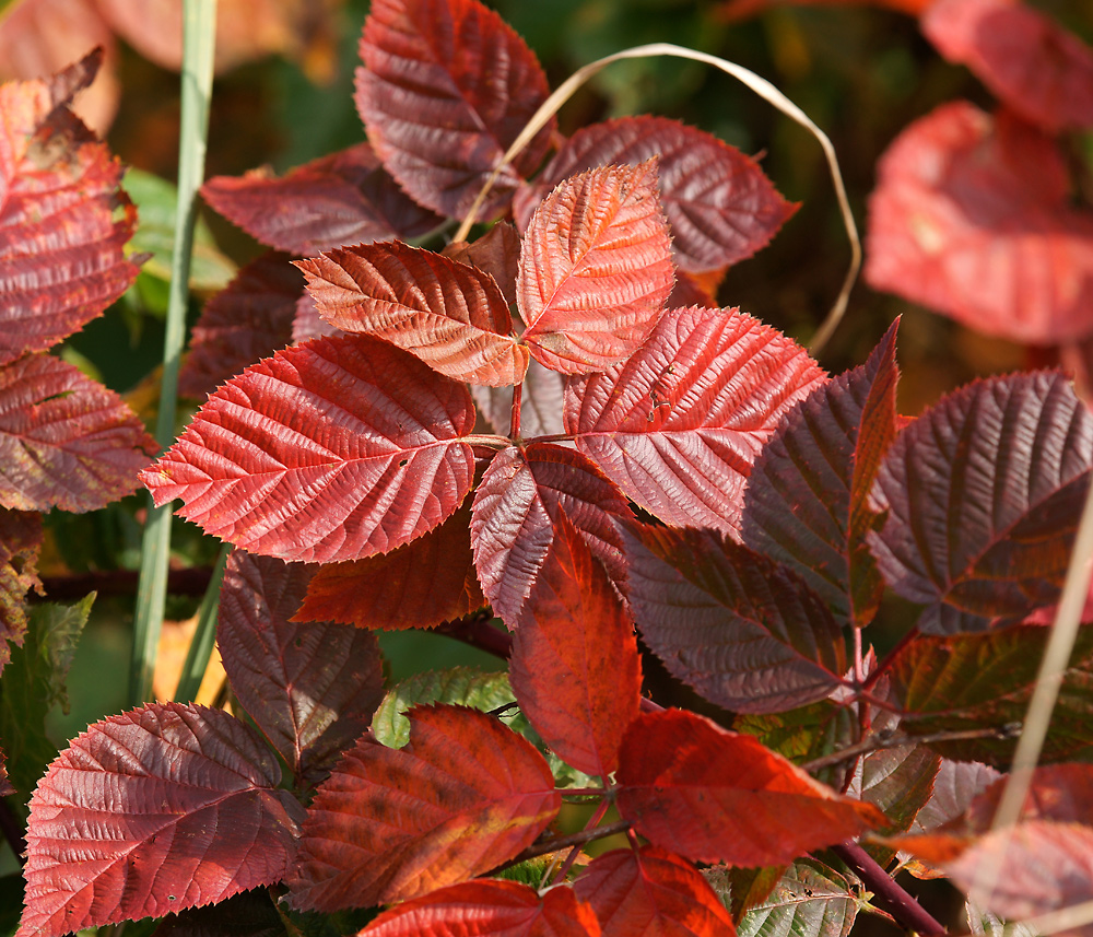 Image of Rubus nessensis specimen.