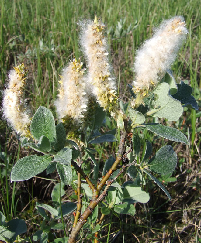 Image of Salix lanata specimen.