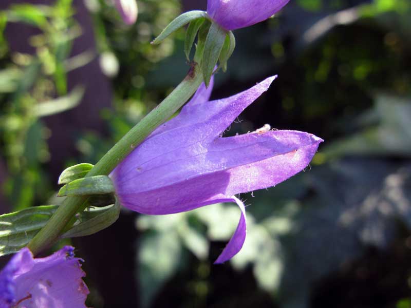 Image of Campanula rapunculoides specimen.