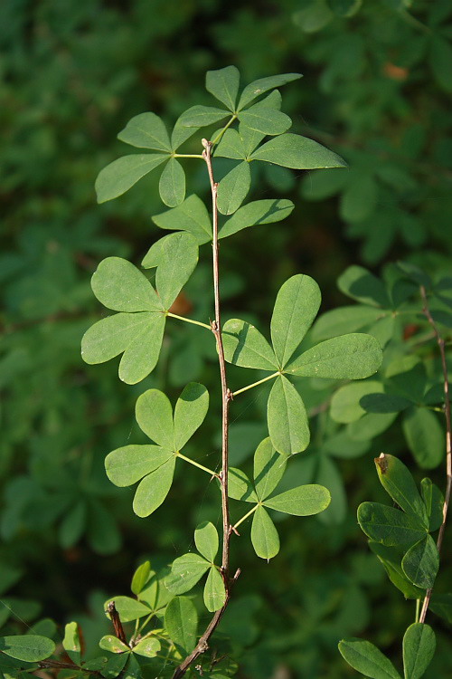 Image of Caragana frutex specimen.