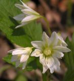 Lloydia triflora