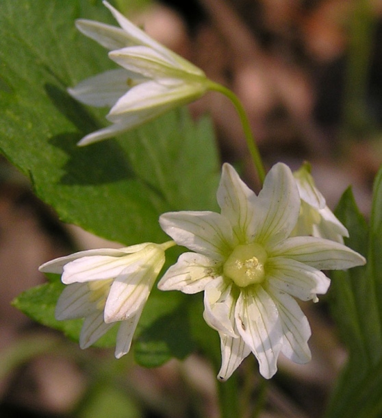 Изображение особи Lloydia triflora.