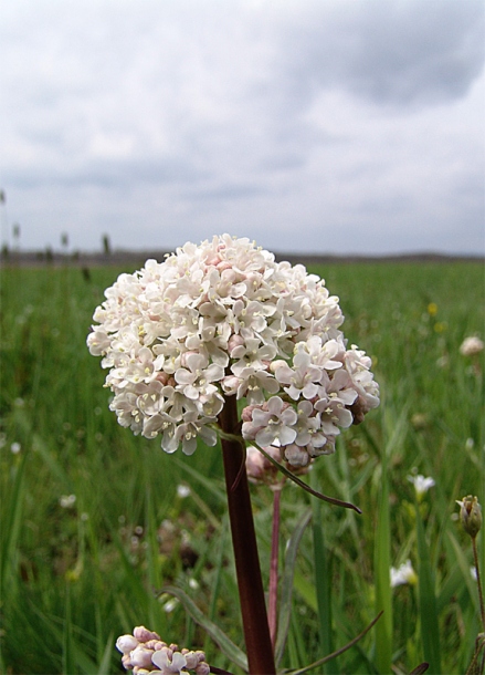 Изображение особи Valeriana tuberosa.