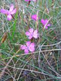 Dianthus deltoides