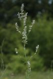 Nepeta nuda