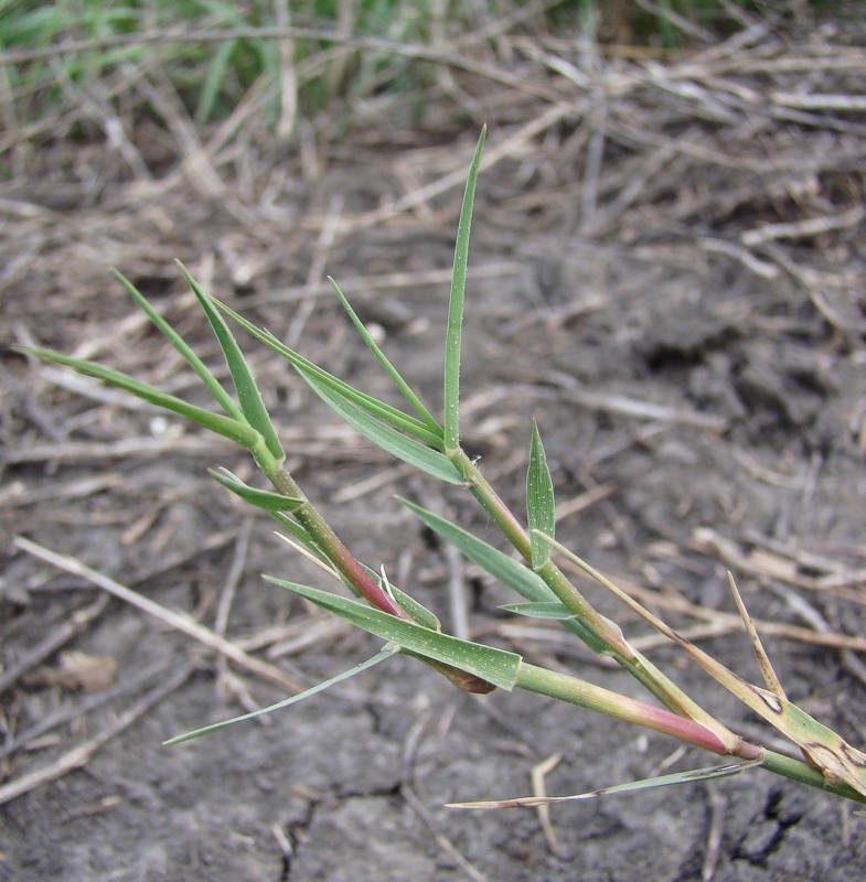 Изображение особи Aeluropus littoralis.