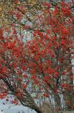 Sorbus aucuparia. Часть кроны с созревшими плодами и облетевшей листвой. Респ. Коми, г. Сыктывкар. 7.10.2007.