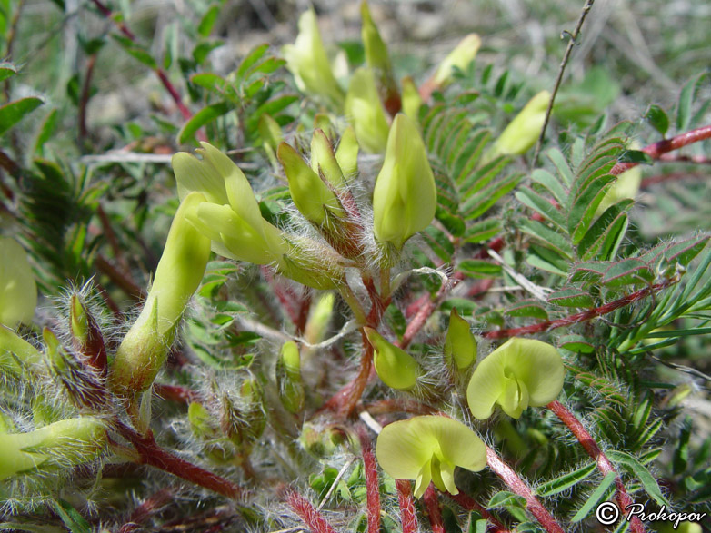 Image of Astragalus utriger specimen.