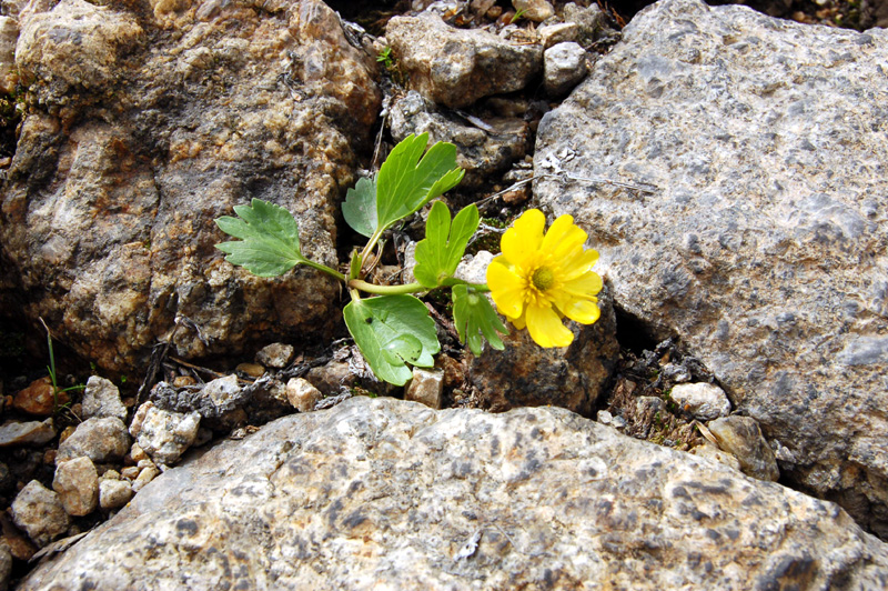 Изображение особи Ranunculus altaicus.