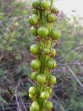 Eremurus altaicus