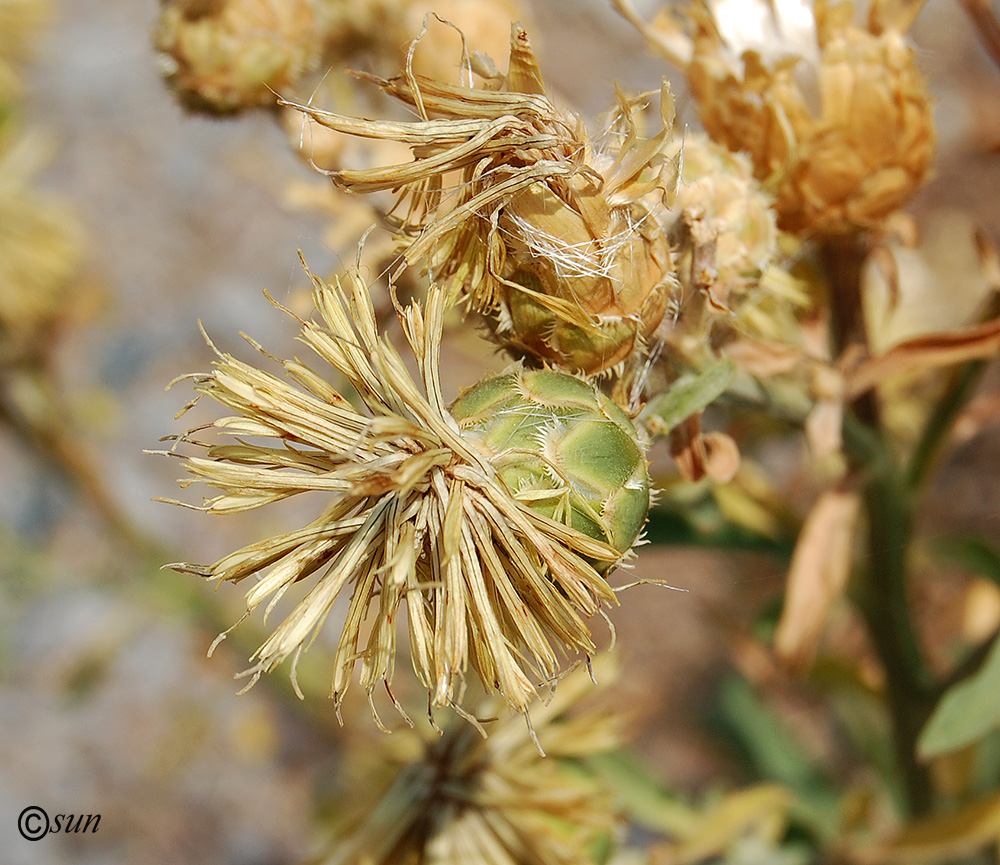 Image of Centaurea salonitana specimen.