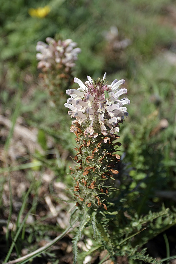 Image of Pedicularis olgae specimen.