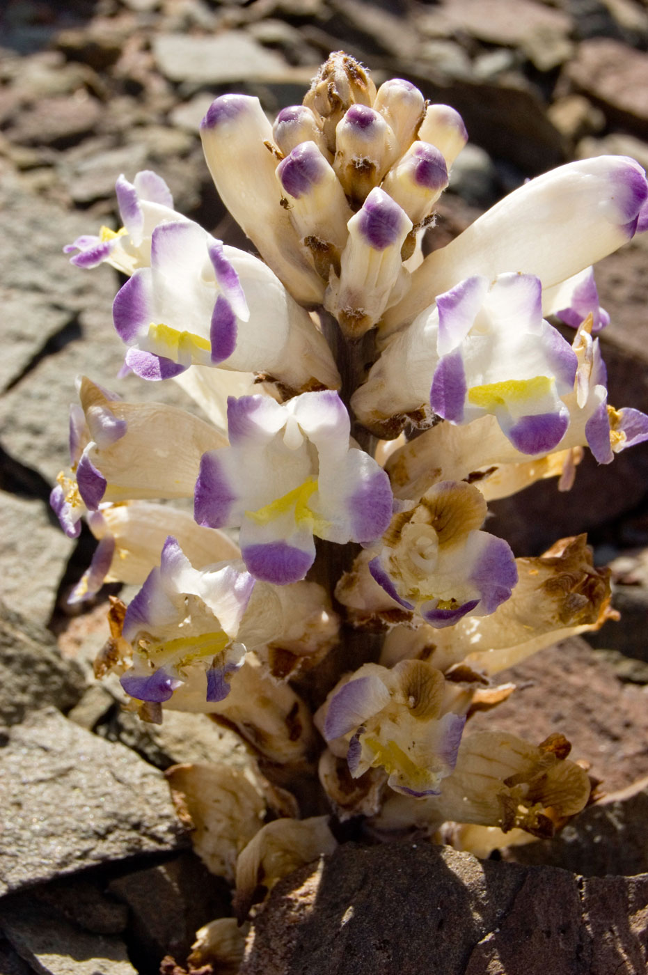 Image of Cistanche salsa specimen.