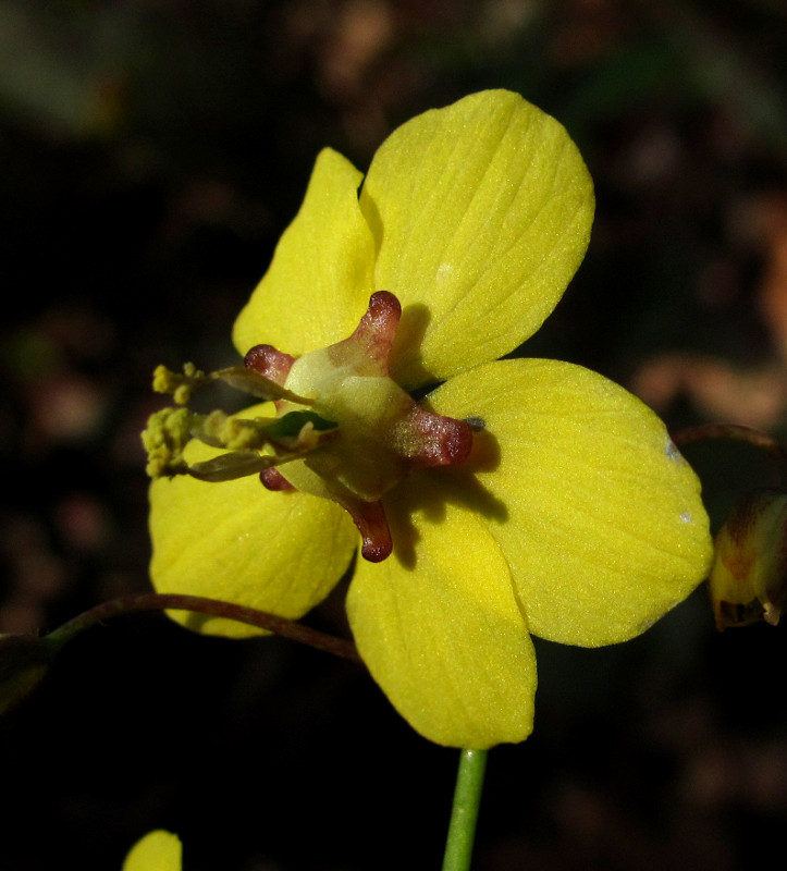 Image of Epimedium colchicum specimen.