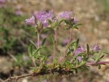 Thymus tauricus. Часть побега с цветками. Западный Крым, южный берег Сакского озера. 23 мая 2015 г.