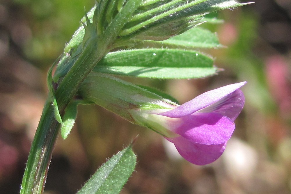 Изображение особи Vicia angustifolia.