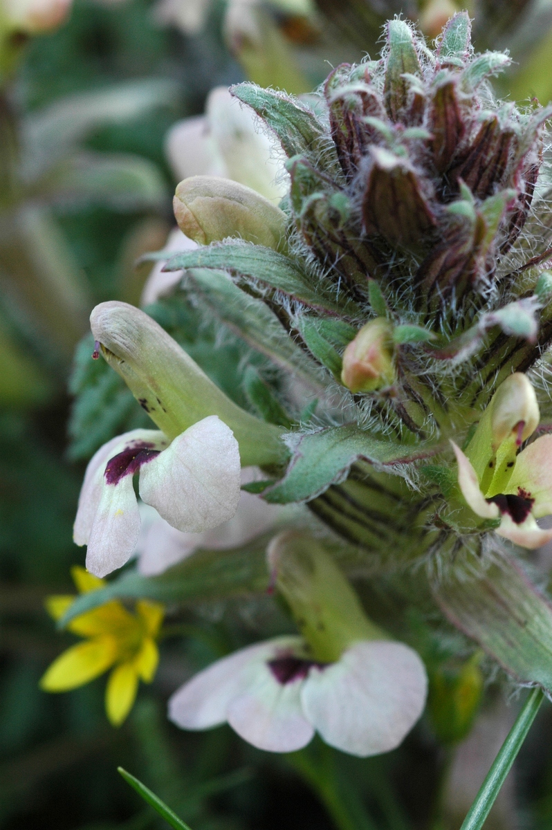 Изображение особи Pedicularis semenowii.