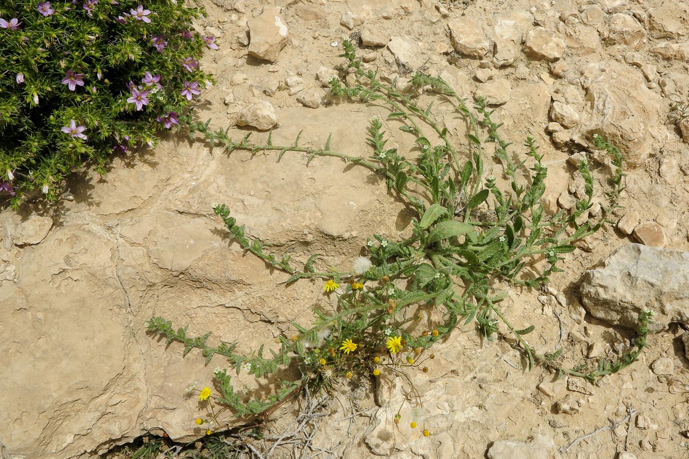 Image of Anchusa milleri specimen.