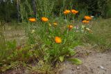 Calendula officinalis