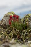 Rhodiola quadrifida. Плодоносящее растение. Свердловская обл., Карпинский городской округ, гора Серебрянский Камень, зона горной тундры на выс. 1100-1280 м н.у.м. 18.07.2015.