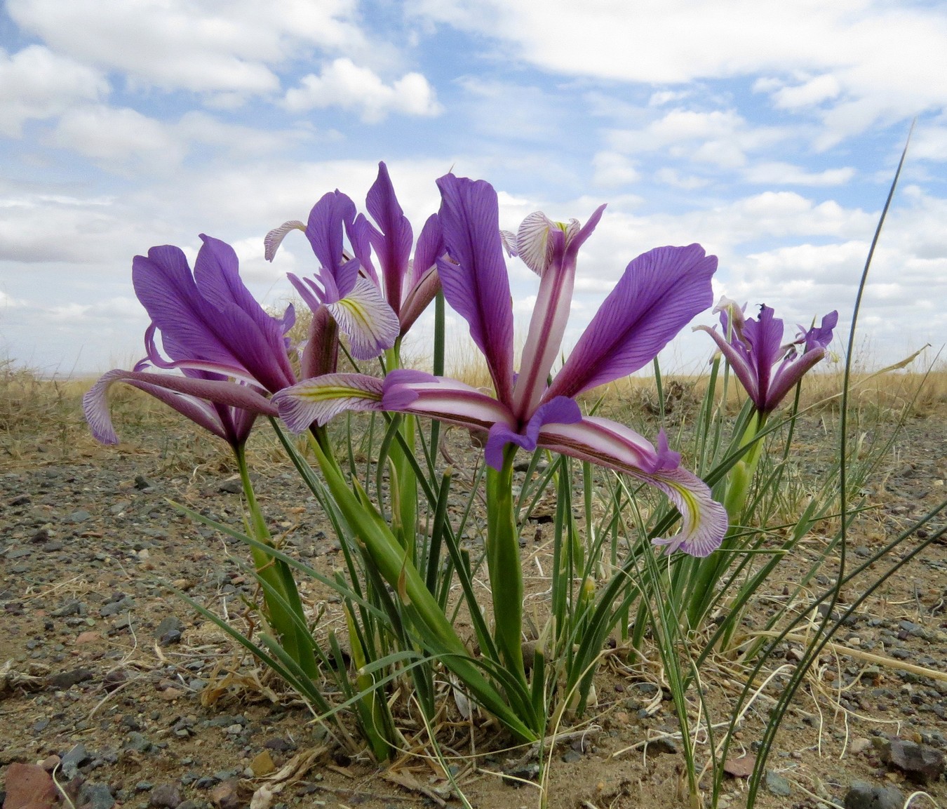 Image of Iris bungei specimen.