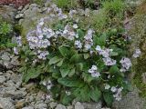 Haberlea rhodopensis