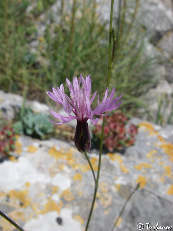 Изображение особи Crupina vulgaris.