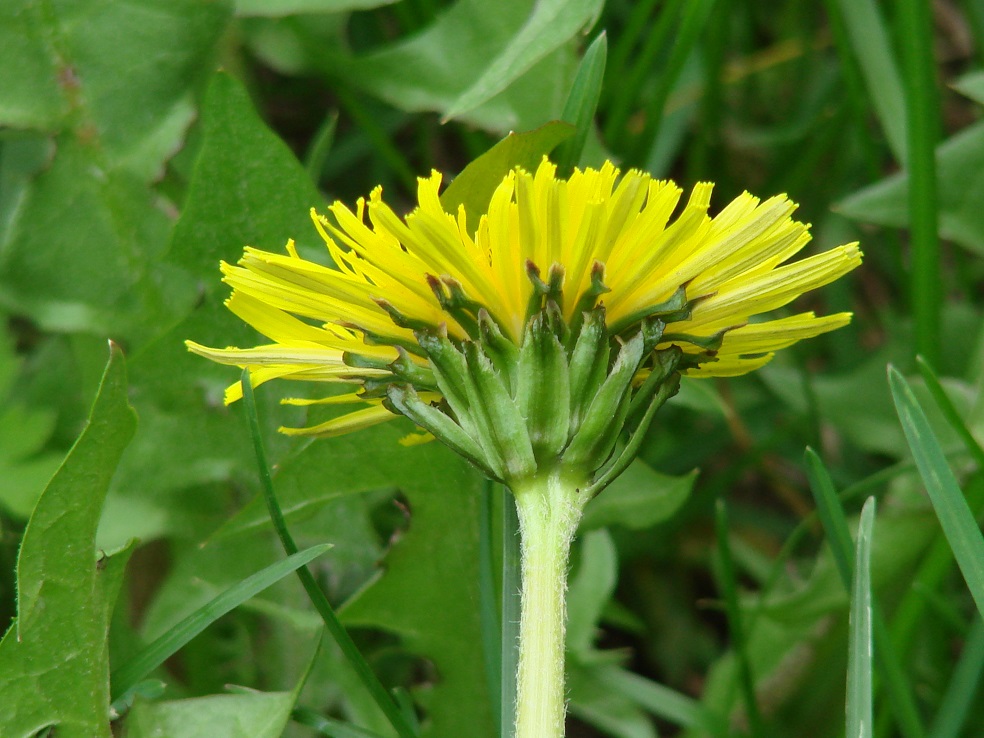 Изображение особи род Taraxacum.