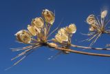 Heracleum sibiricum