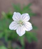 Geranium collinum. Цветок. Кыргызстан, Нарынская обл., левый берег р. Нарын, г Нарын, сквер. 08.07.2015.
