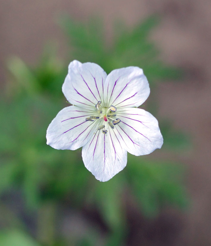 Изображение особи Geranium collinum.