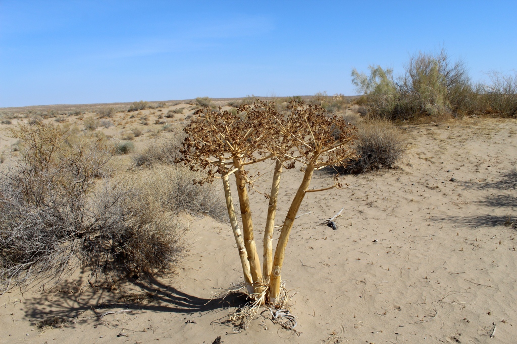 Изображение особи Ferula foetida.