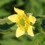 Geum aleppicum. Цветок. Восточный Казахстан, Глубоковский р-н, окр. с. Тарханка, берег речки. 13.05.2015.